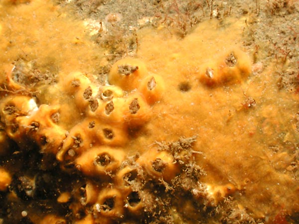 Protosuberites denhartogi